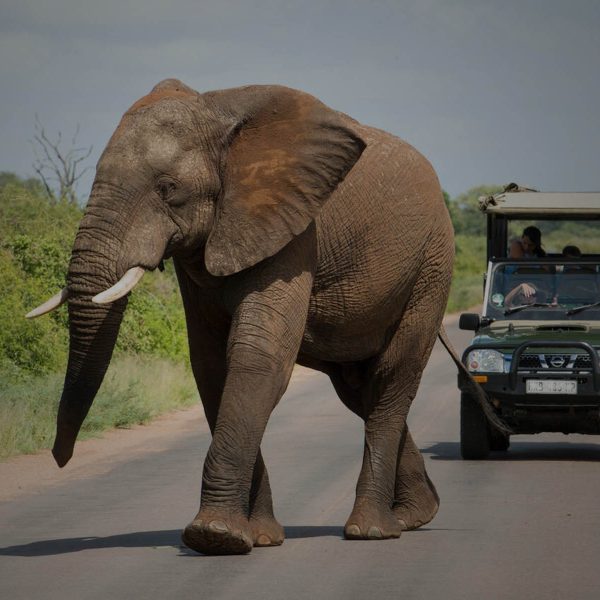 Visit Kruger National Park with KDM Travel