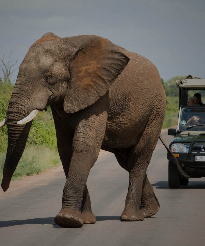 Visit Kruger National Park with KDM Travel