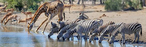 Kruger National Park tours KDM Travel